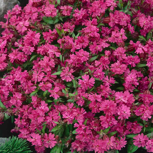 Nodding Catchfly