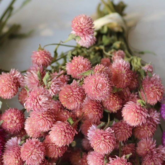 Globe Amaranth 'Salmon Pastel’