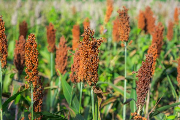 Sorghum Bicolor