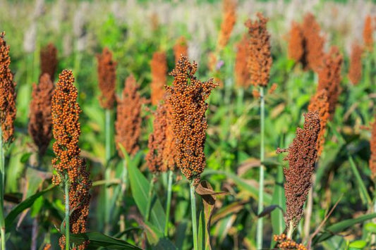 Sorghum Bicolor