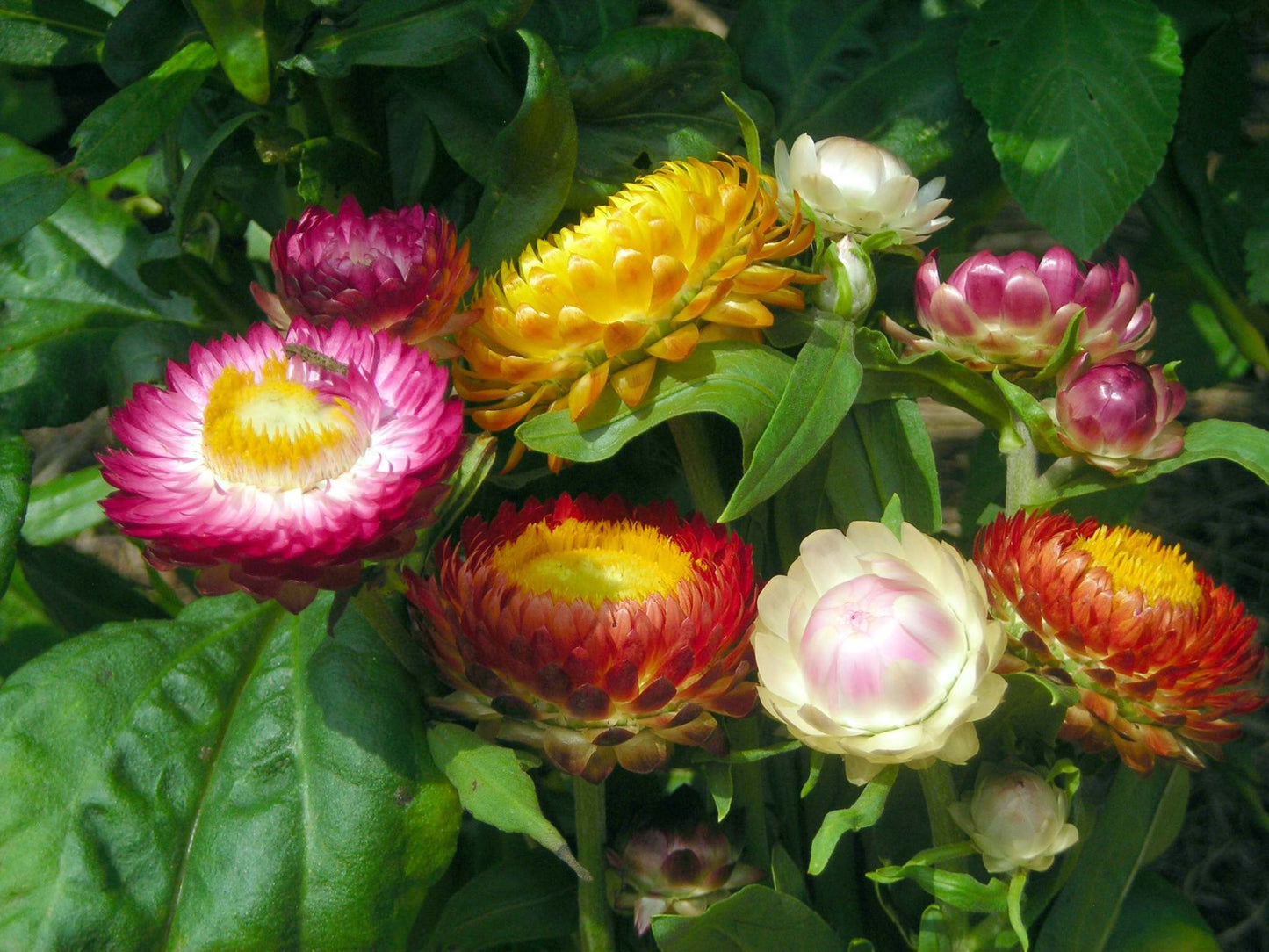 Xerochrysum Bracteatum