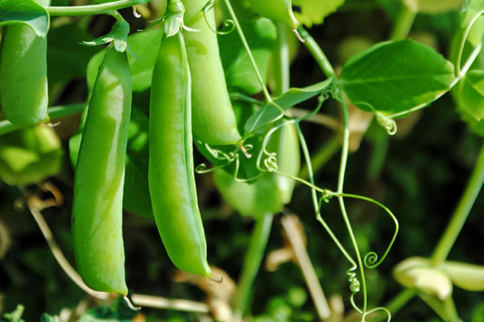 Erbse 'Alderman' - Pisum sativum