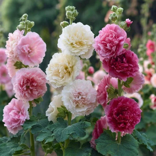 Hollyhock `Summer Carnival` Double mix
