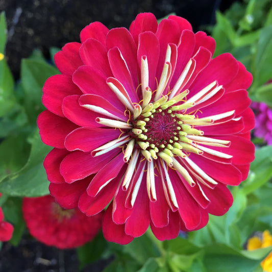 Zinnia Meteor