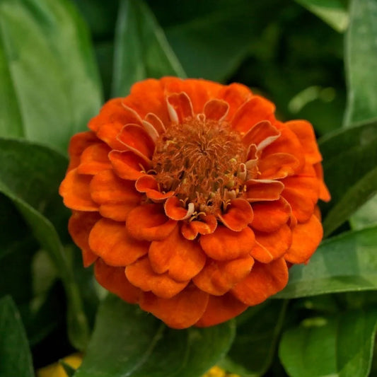 Orange Zinnia Elegans