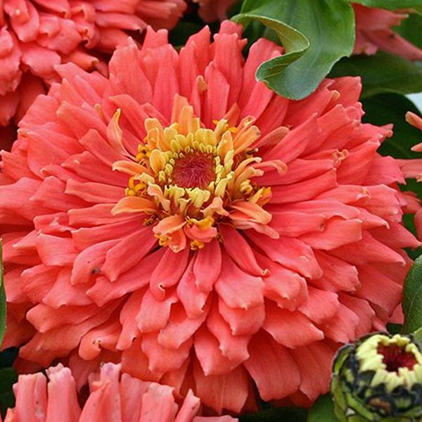 Super Yoga Salmon Zinnia