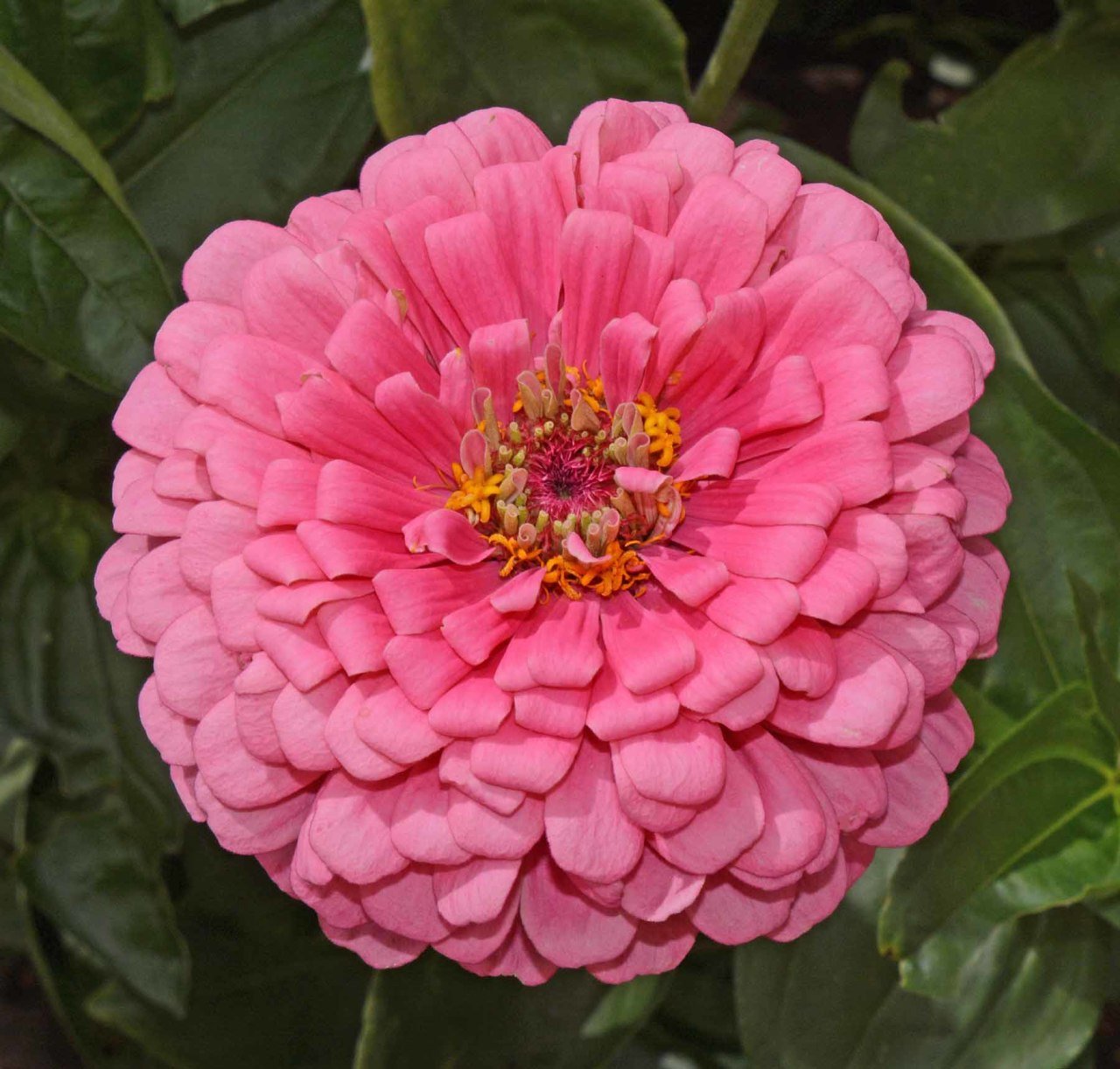 Super Yoga Powder Pink Zinnia