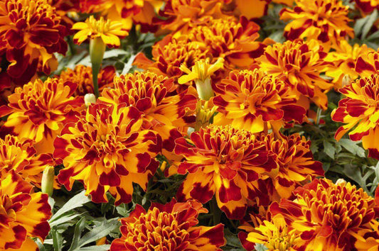 Bolero - tagetes patula