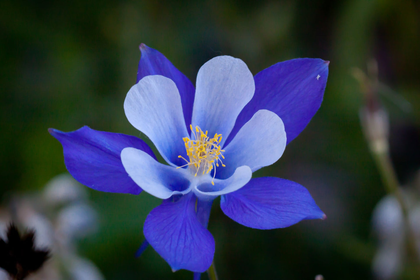 Alpine Columbine Blue