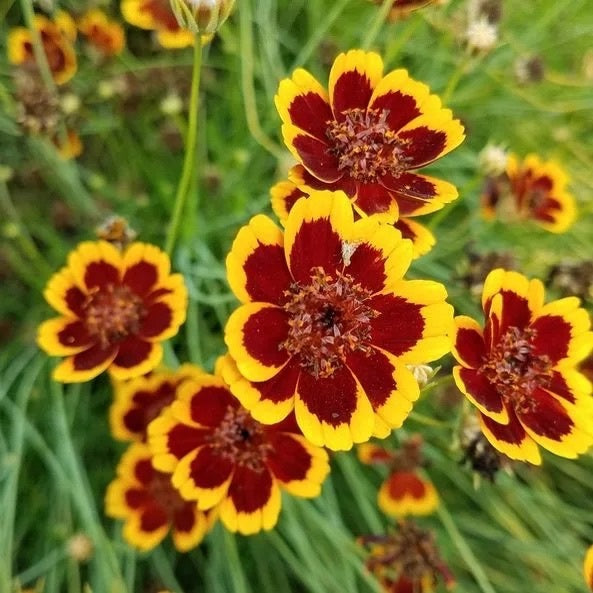 Cosmidium - Brunette