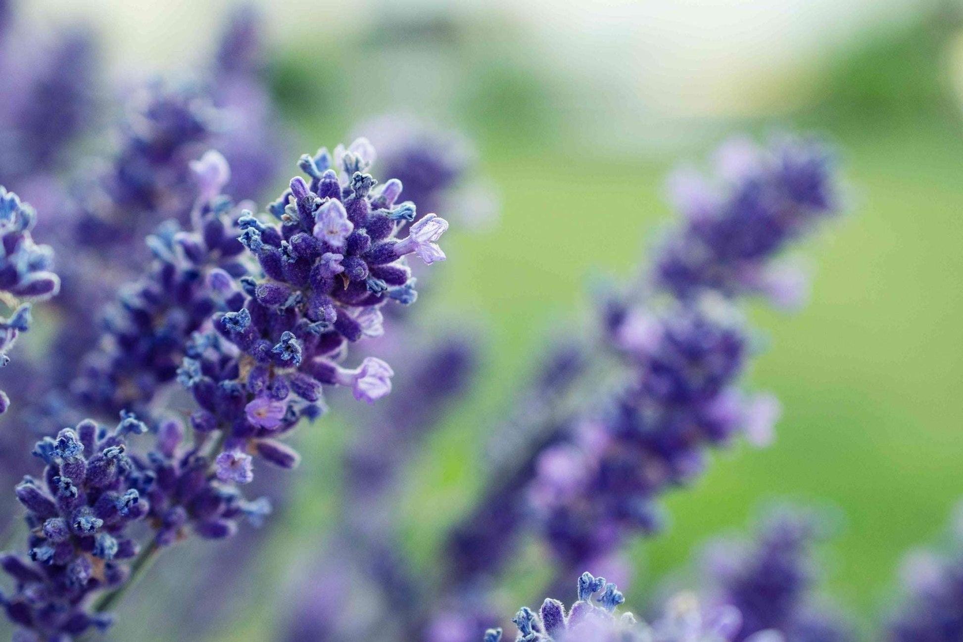 English Lavender