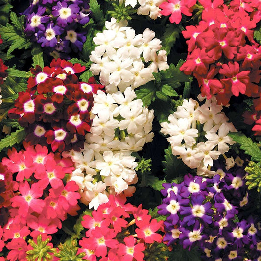 Verbena Mammoth Mix