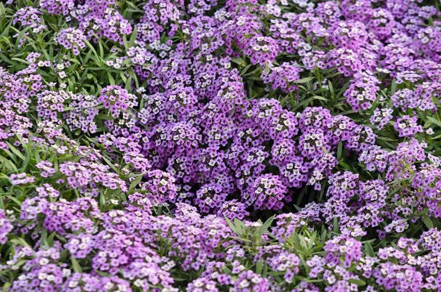 Alyssum - Magic cicrles mix