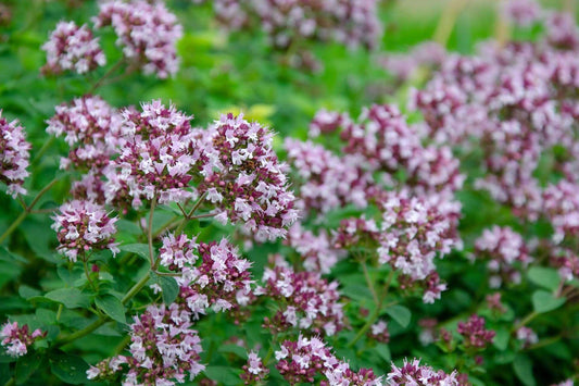 Wild marjoram - Oregano
