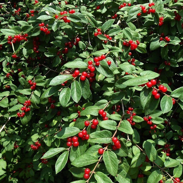 Lonicera Alpigena