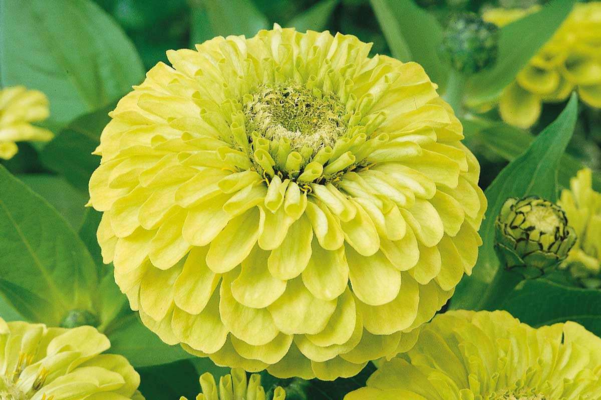 Zinnia Envy